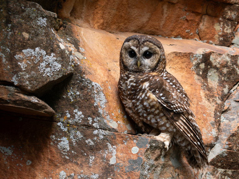 In the American Southwest, Mexican spotted owls often occupy rocky canyonlands with steep cliff faces.