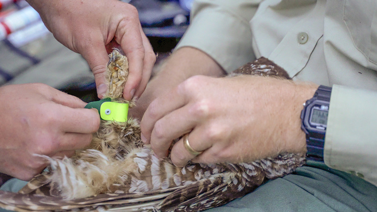 Nick Kryshak places a uniquely colored leg band on an adult Mexican spotted owl, so that future surveyors can identify the bird from afar.