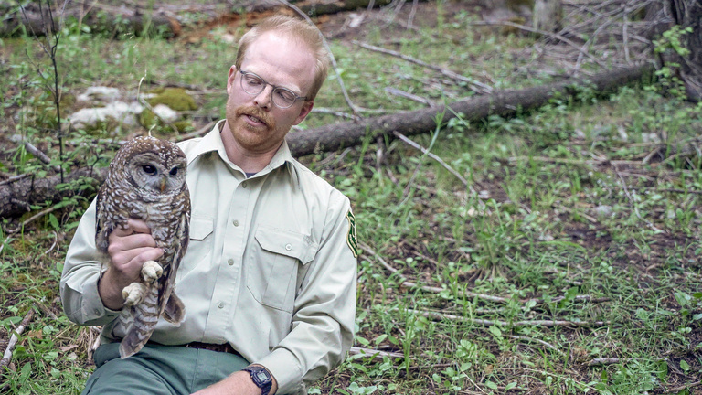 Gavin holds an adult Mexican spotted owl on the Lincoln National Forest, New Mexico. GPS tracking data from this bird will be used to inform habitat conservation.