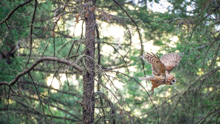 Taking flight!