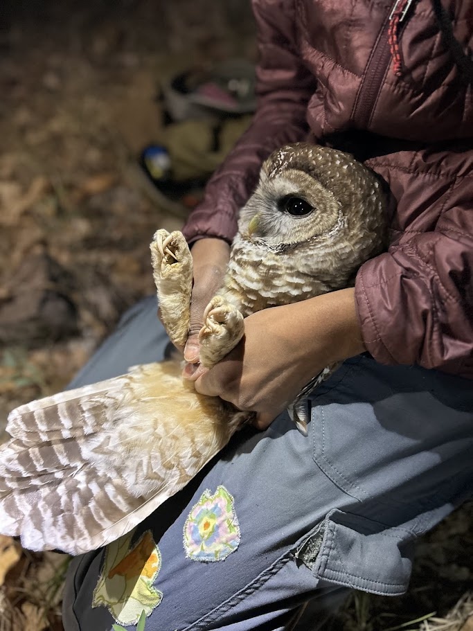 Graduate student Ananke Krishnan handles a Mexican spotted owl during banding.