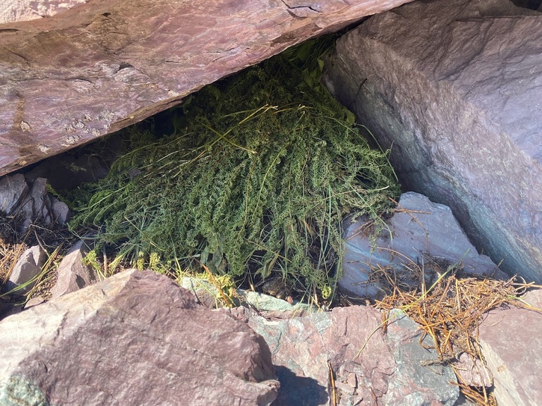 Now THAT’s what I call hay, volume TBD. Fresh hay collected by pikas will cure in the sun and provide winter rations.