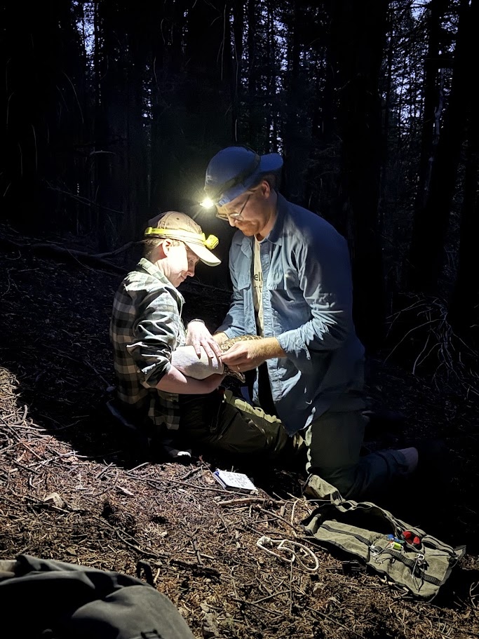 Dana and Gavin working together to attach a mini-GPS unit to a Mexican spotted owl.