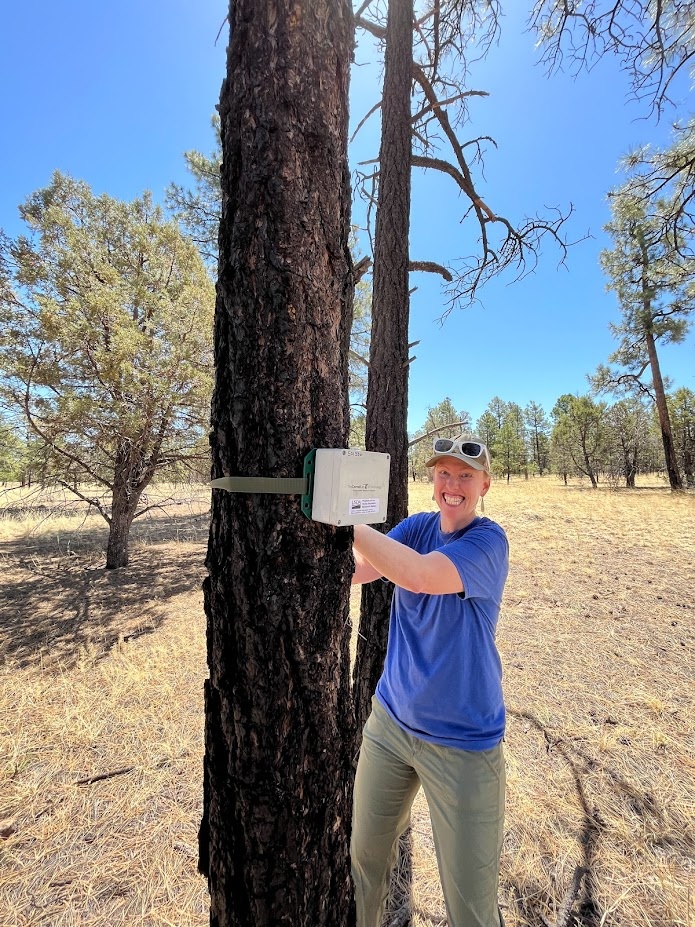 Sarah Sawyer, USFS National Wildlife Ecologist, going all-out to make sure an acoustic recording unit is secured to a tree on the Gila National Forest in New Mexico.