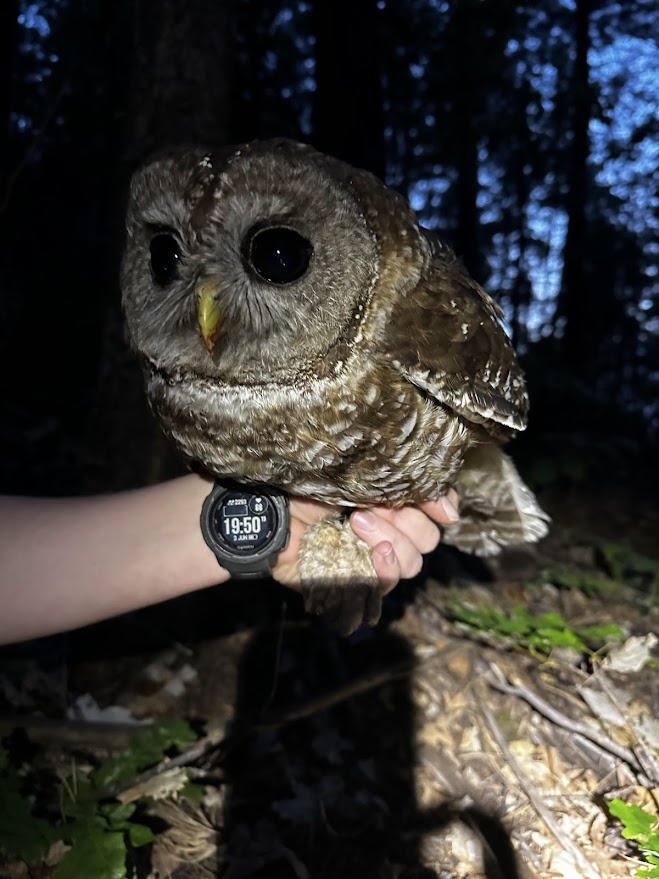It’s owl o’clock on the Tonto National Forest in northern Arizona.