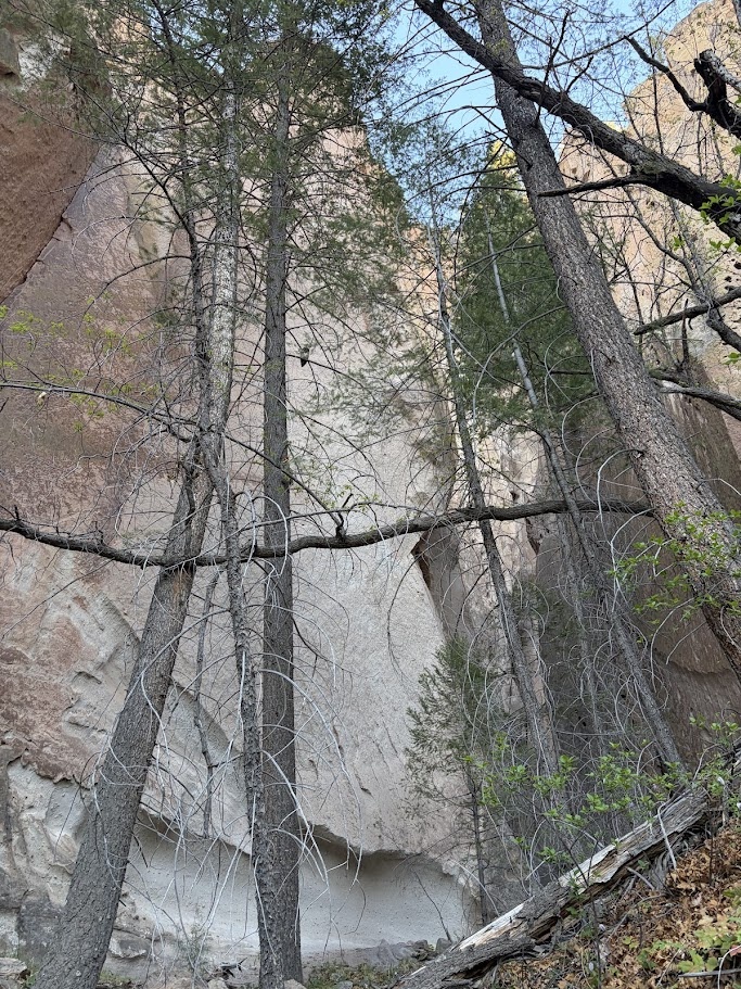 Can you spot the spotted owl? A Mexican spotted owl nest core area in the Jemez mountains.