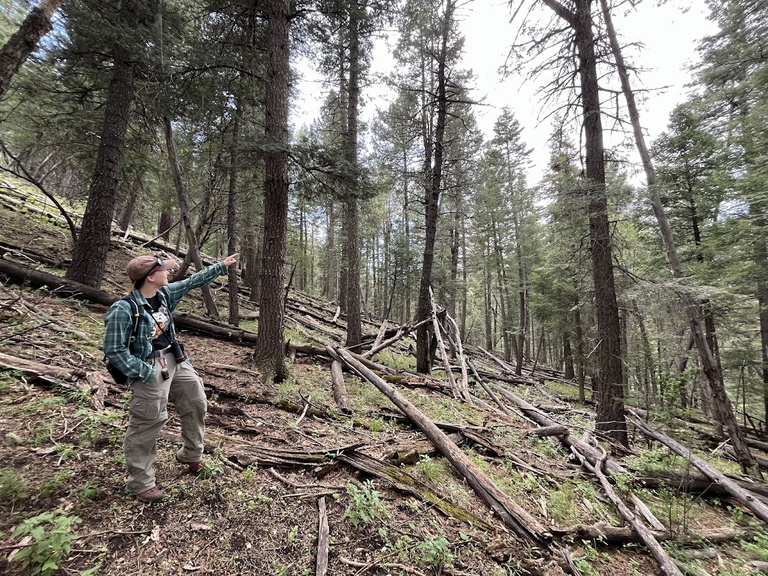 Dana Reid points to a nearby tree where a Mexican spotted owl nest has been found.