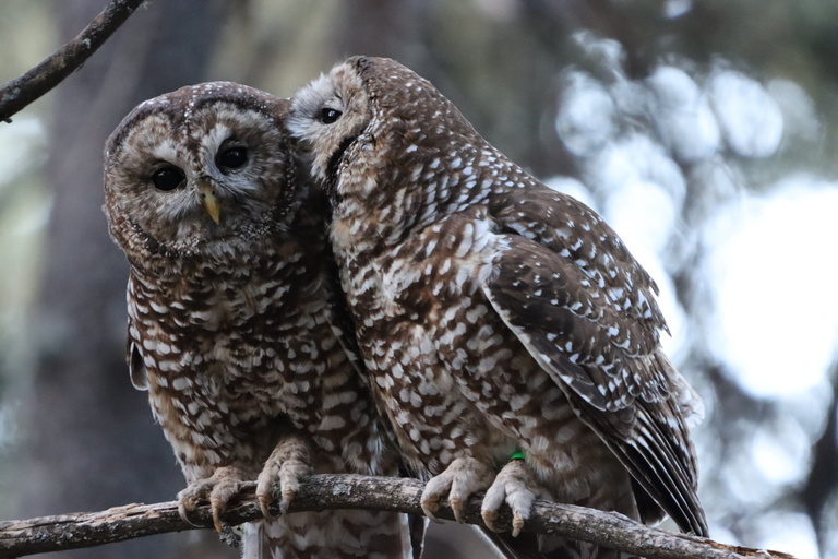 Love is love! Mutual preening is a pair-bonding activity in many birds, including Mexican spotted owls.