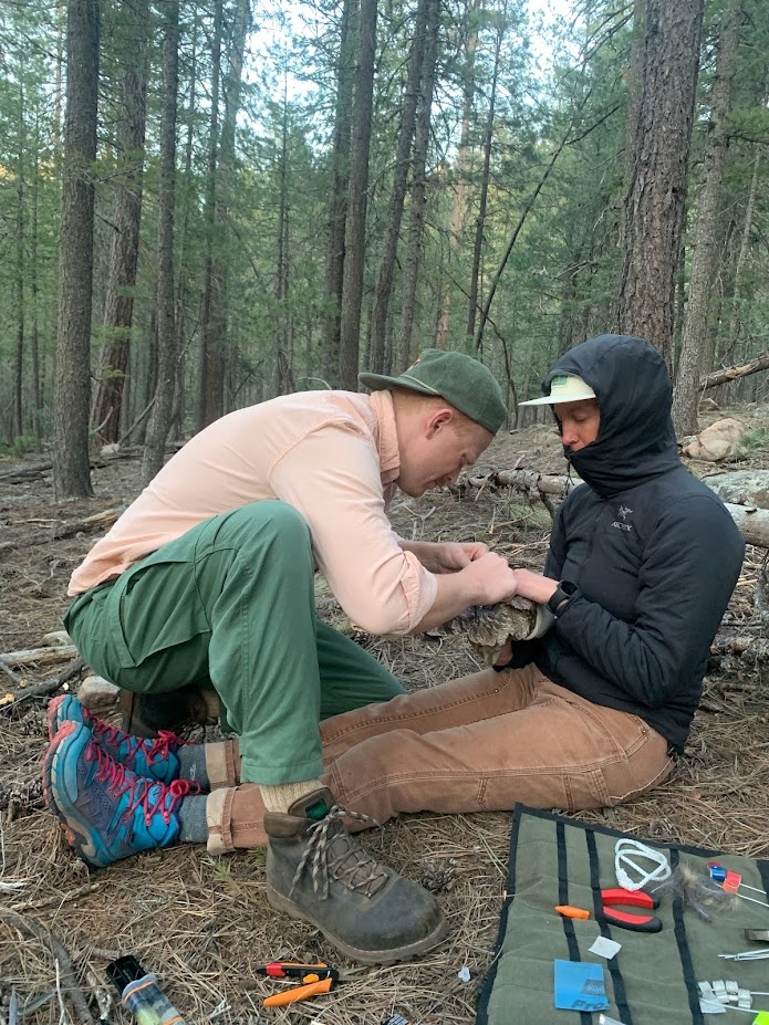 Gavin attaches a GPS transmitter to a Mexican spotted owl on the Tonto National Forest in northern Arizona while Ceeanna Zulla holds the bird.