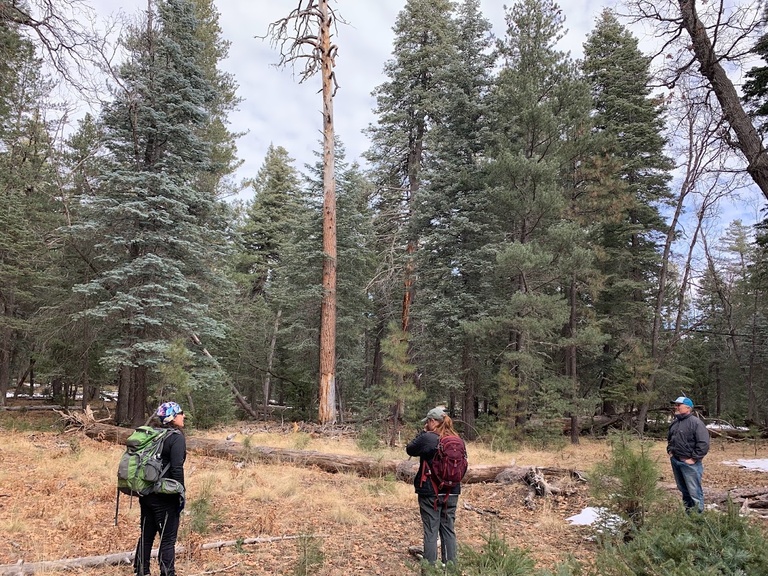 Shaula Hedwall, Becky Kirby, and Jack Williams on the Sitgreaves National Forest during a field trip.