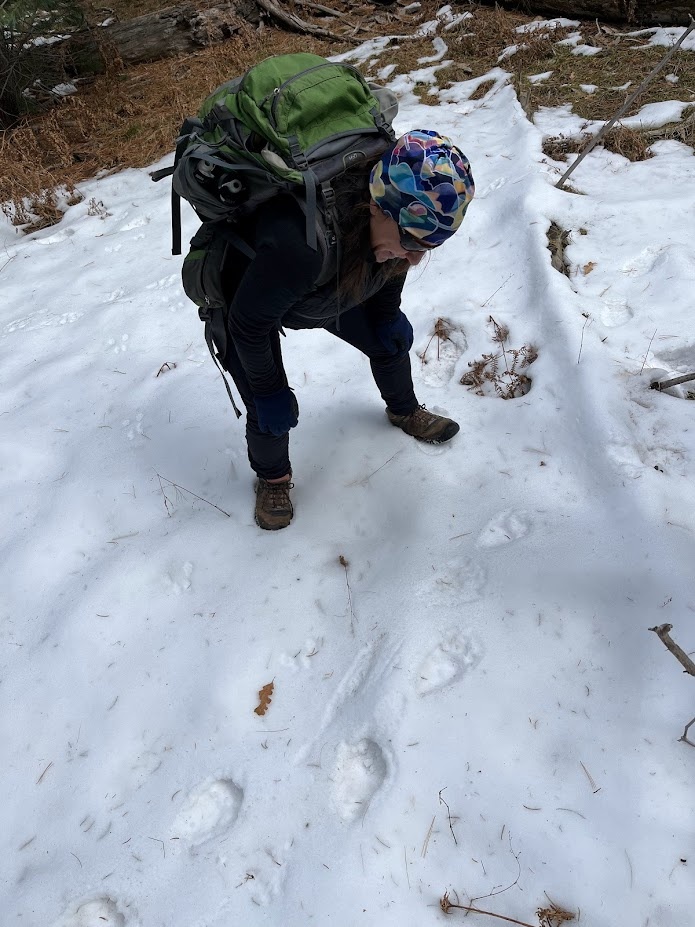 Shaula Hedwall examines bear tracks on the Sitgreaves National Forest, Arizona.
