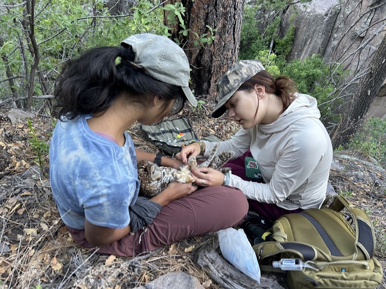 Graduate students Ananke Krishnan (left) and Elizabeth Ng (right) work together to band and GPS-tag a Mexican spotted owl in the Jemez mountains.