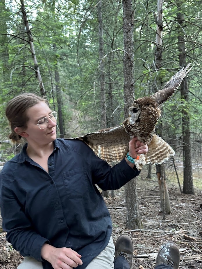 Michaela Gustafson prepares to release an adult Mexican spotted owl that she just captured as part of a GPS tracking study.