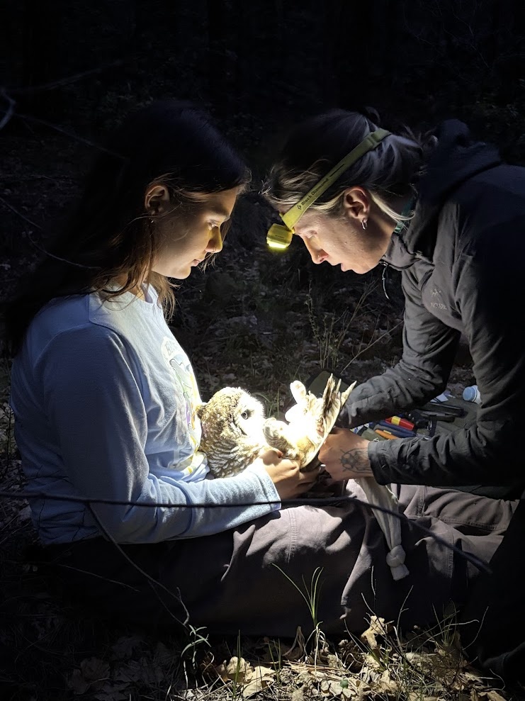 Graduate student Elizabeth Ng (left) and staff scientist Ceeanna Zulla (right) band and GPS-tag a Mexican spotted owl.