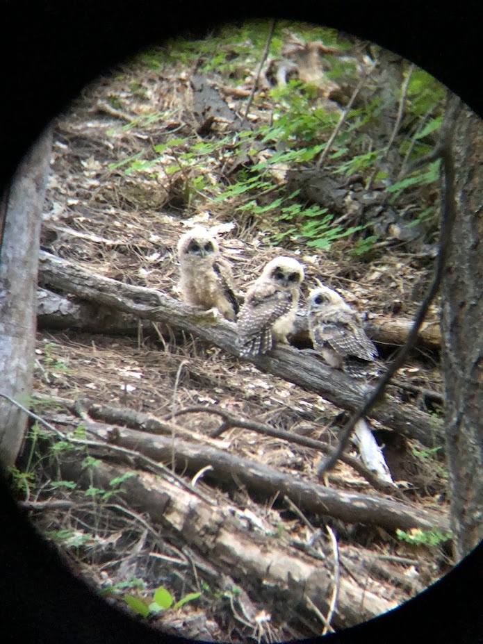 Baby Mexican spotted owls!