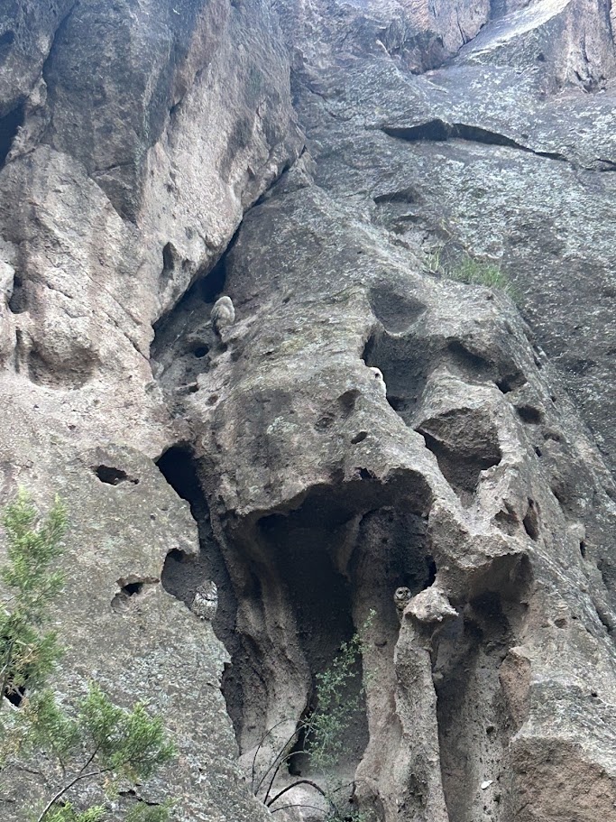 How many spotted owls can you spot?