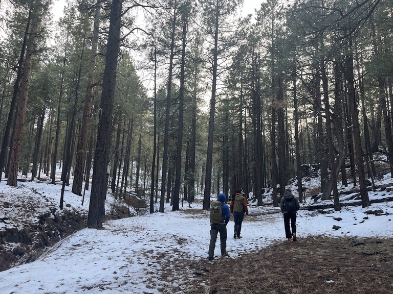 Walking through a snow-dusted ponderosa pine forest on the Mogollon Rim in search of spotted owls.