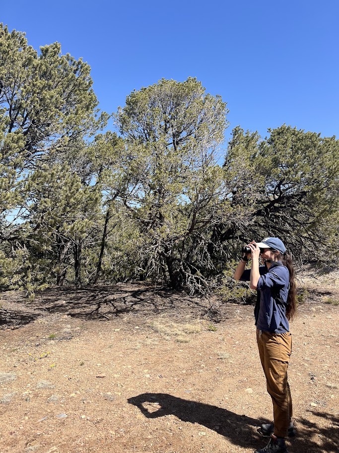 Dr. Caroline Cappello looks for pinyon jays.