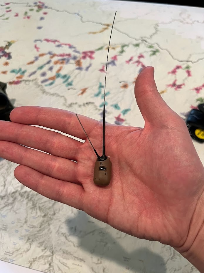 A mini-GPS tag that will be mounted on the tail of a Mexican spotted owl as part of a movement ecology study.