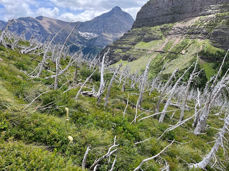 Ghost forest in Sunrift Gorge, Glacier National Park, Montana.