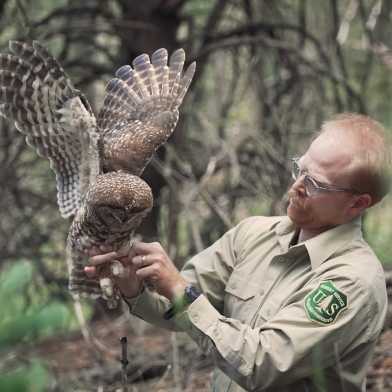 Gavin captures an adult Mexican spotted owl on the Lincoln National Forest, New Mexico, as part of a GPS tracking study.