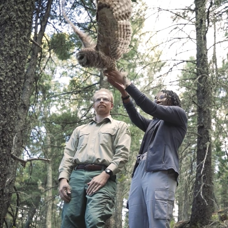 Arianna Bowman (high school intern) releases a Mexican spotted owl on the Lincoln National Forest, New Mexico.