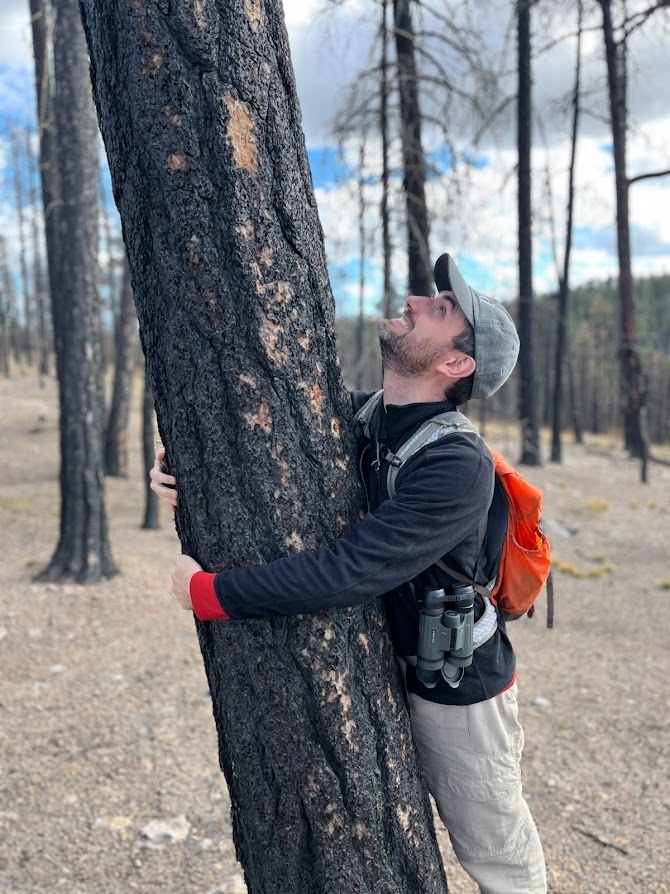 We’ve got a tree hugger! Collaborator Dr. Andrew Stillman sizes up a scorched ponderosa pine in the 2022 Black fire (Gila National Forest).