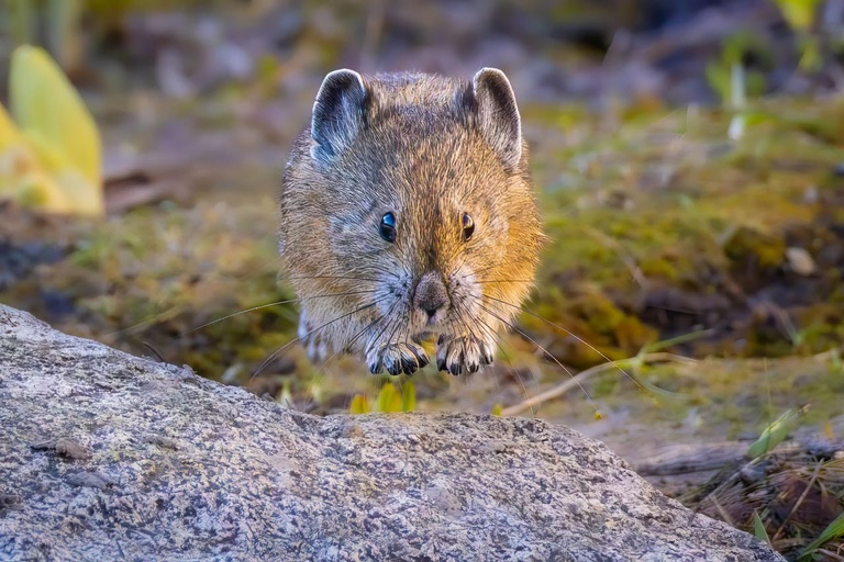 Did you know pikas can levitate?