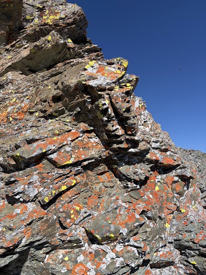 Bright yellow and orange crustose lichen cover a rock surface near a mountain summit in Glacier National Park.